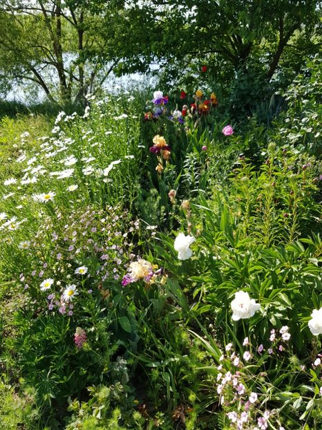  - Flori la baltă 2020