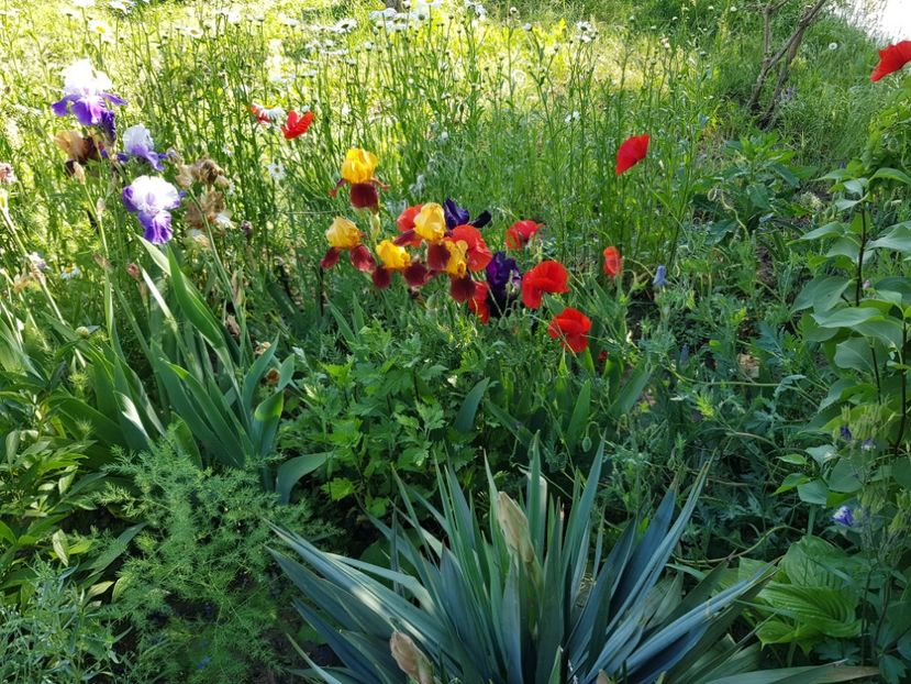  - Flori la baltă 2020