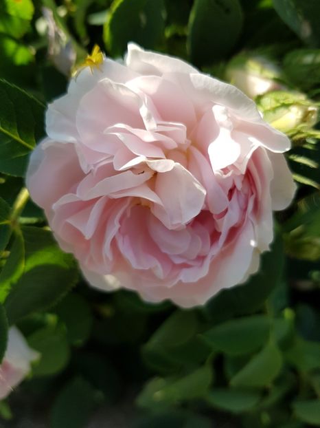  - Flori la baltă 2020