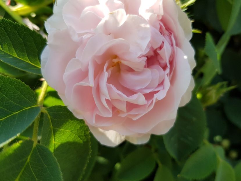  - Flori la baltă 2020