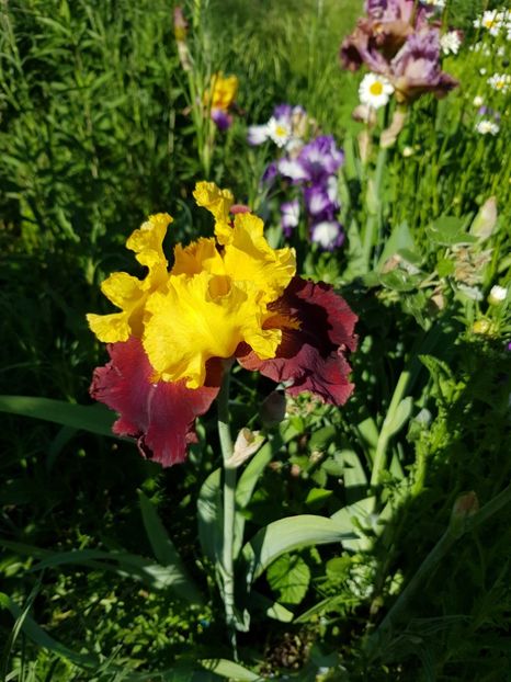  - Flori la baltă 2020