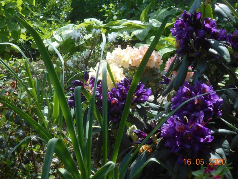  - 1Azalee-rhododendroni-heleborusi-hortensii-hoste 2020