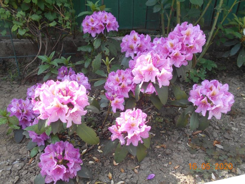 Roz fn - 1Azalee-rhododendroni-heleborusi-hortensii-hoste 2020