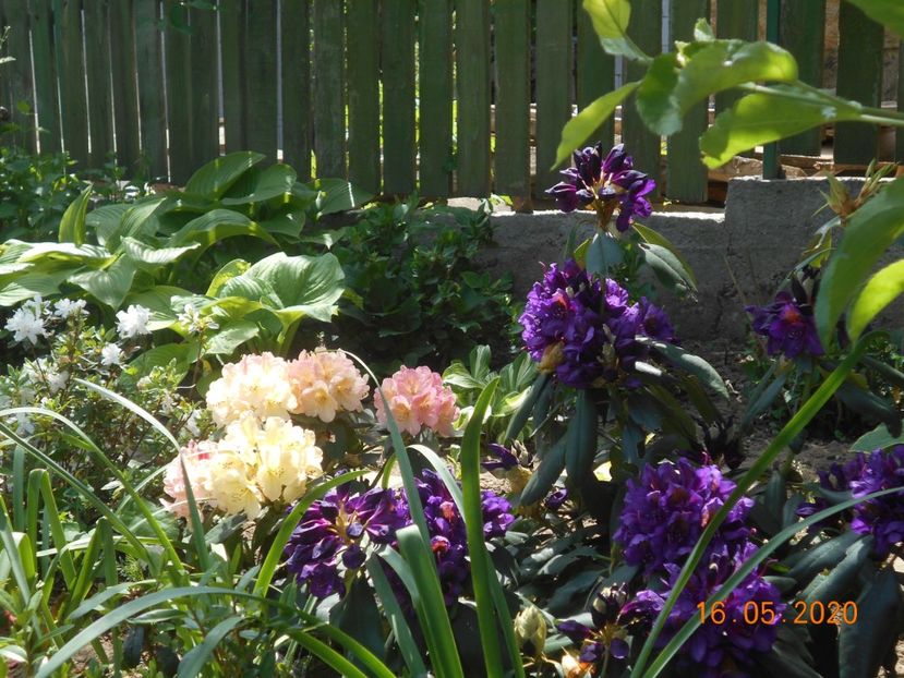  - 1Azalee-rhododendroni-heleborusi-hortensii-hoste 2020