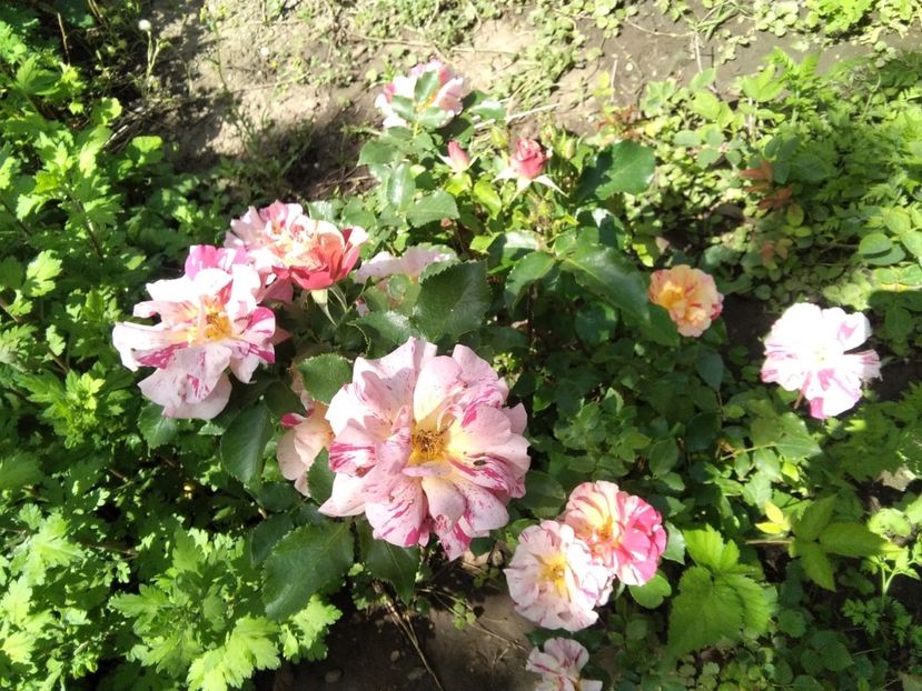  - Gradina primăvara 2020