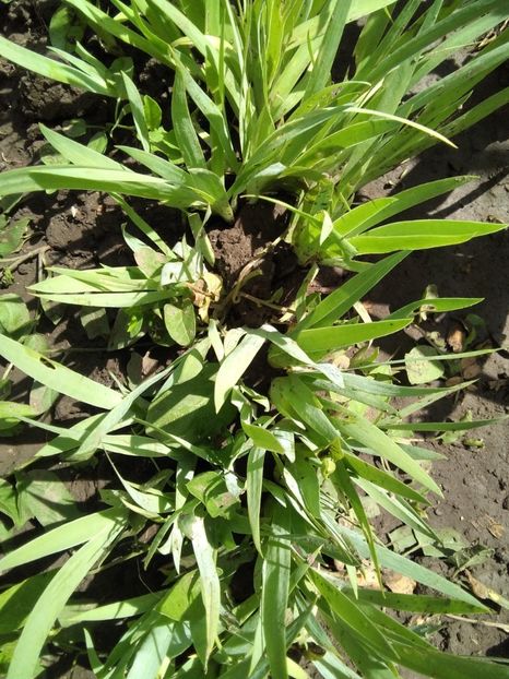 irisi - Gradina primăvara 2020