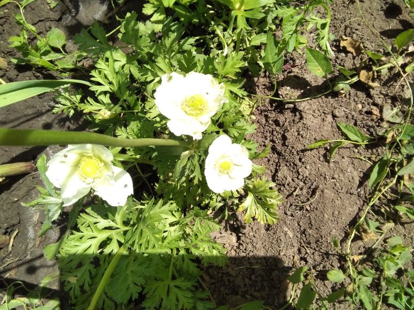 anemone - Gradina primăvara 2020