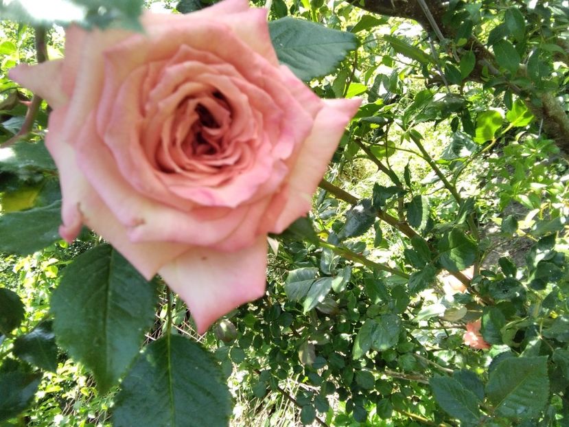  - Gradina primăvara 2020