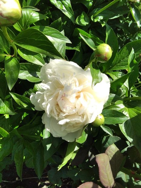 bujor - Gradina primăvara 2020