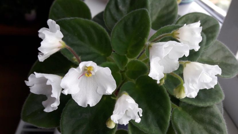  - Alan s White Feather