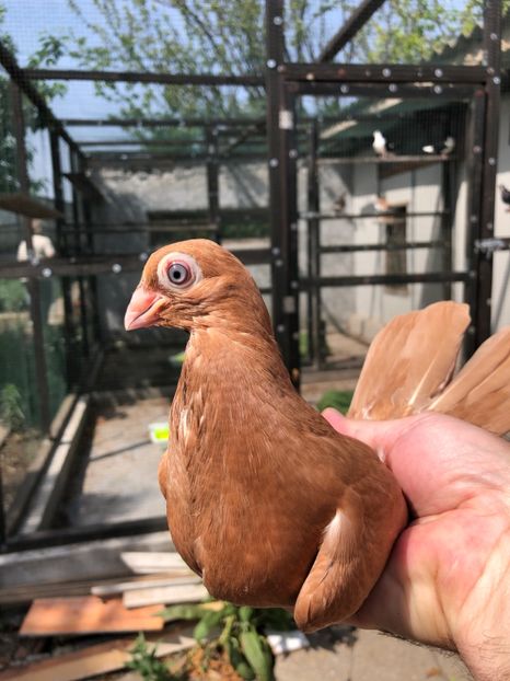 6F7AAB8F-2857-4C1D-AF76-366A0C3B105D - Poze noi