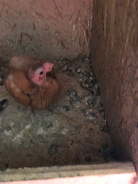 2CB42512-A501-425A-A541-79AD2EF53EBB - Poze noi