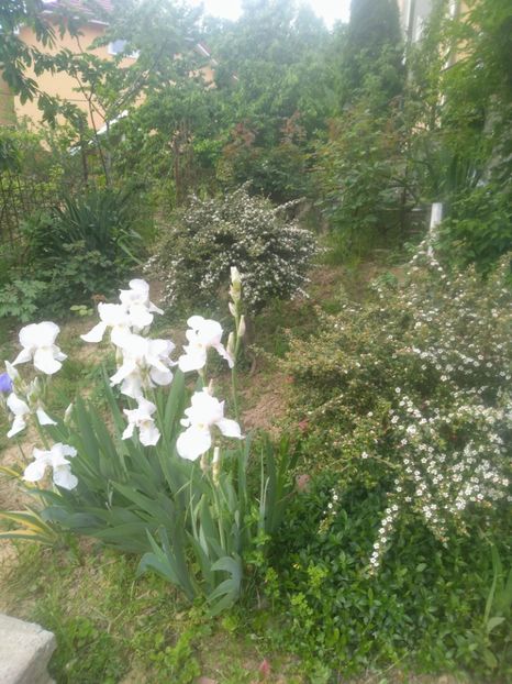  - Gradina mai 2020
