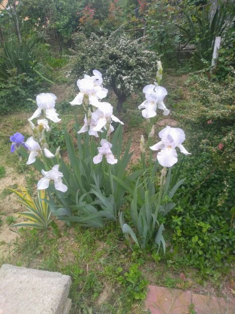  - Gradina mai 2020