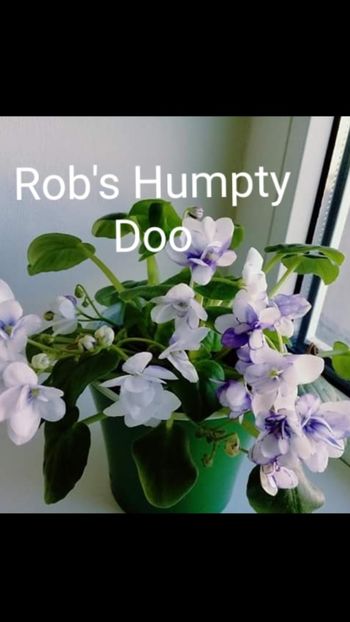 Poza net - Rob s Humty Doo