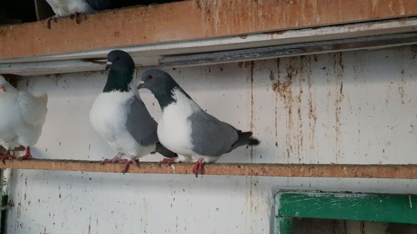  - Strasser pe albastru