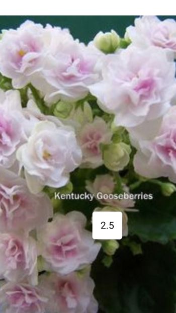 Poza net - Kentucky Gooseberries