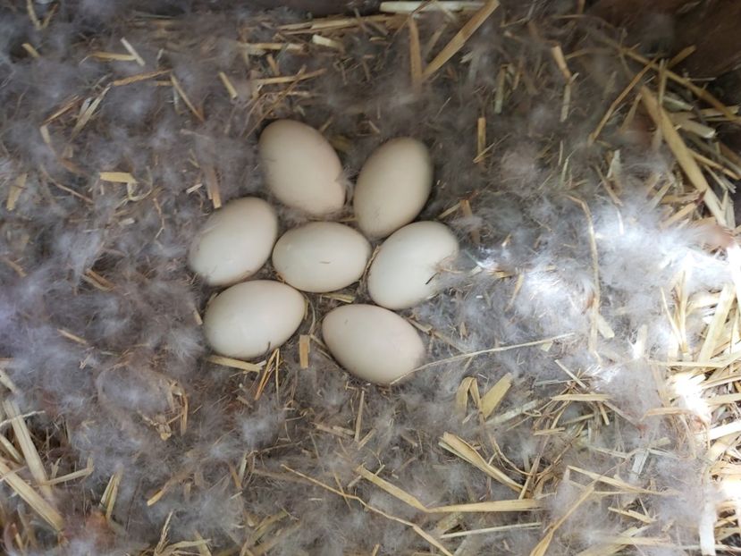  - a-Boboci Călifar 2020