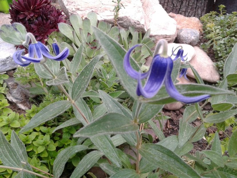 IMG-20200516-WA0009 - plante de primavara