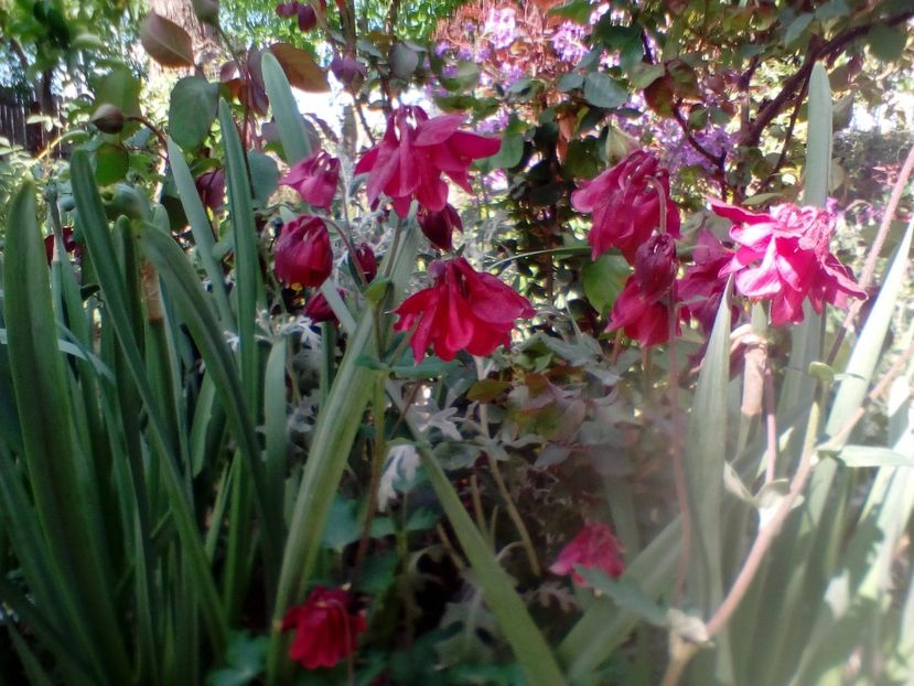 IMG-20200516-WA0005 - plante de primavara