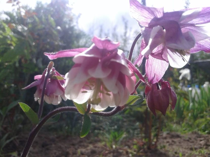 IMG-20200509-WA0007 - plante de primavara