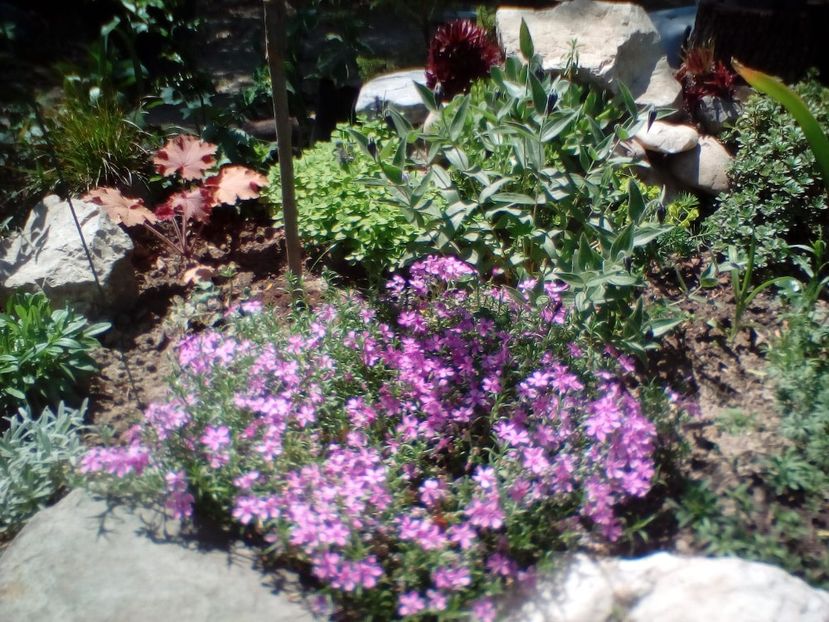 IMG-20200513-WA0007 - plante de primavara