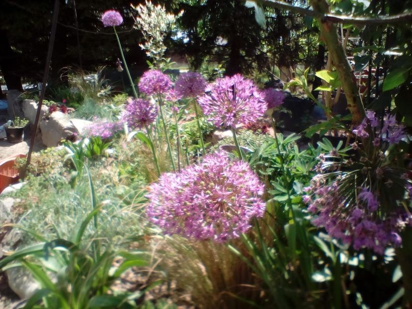 IMG-20200513-WA0003 - plante de primavara