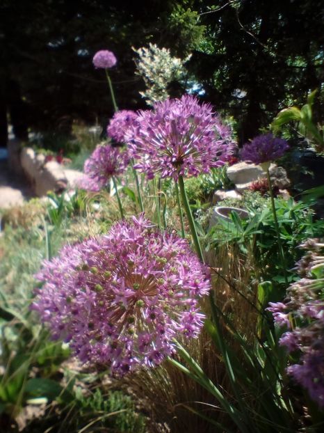 IMG-20200513-WA0002 - plante de primavara