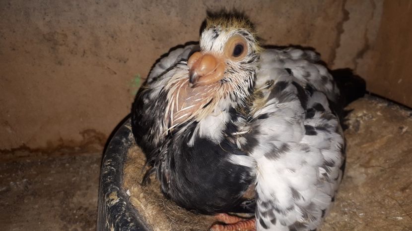 F vîndută - J2 _ tineret 2020