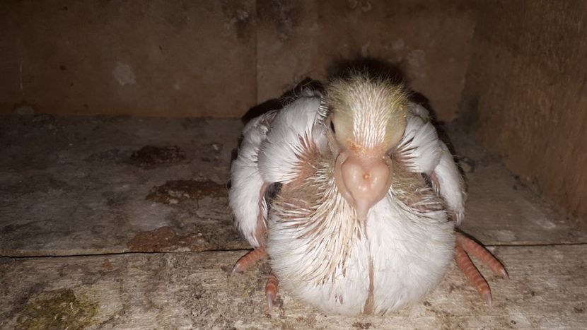 Vîndut - J2 _ tineret 2020