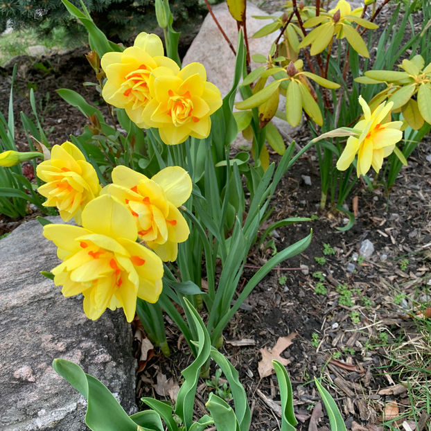  - Jurnalul gradinii 2020