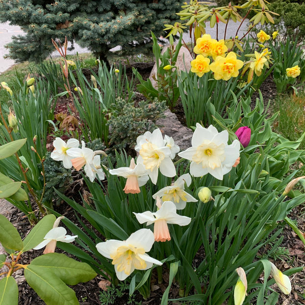  - Jurnalul gradinii 2020