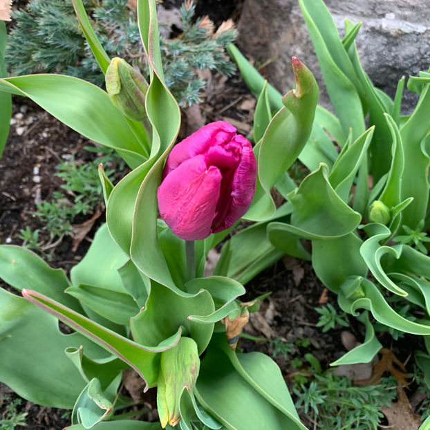  - Jurnalul gradinii 2020