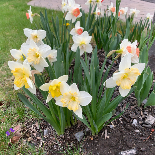  - Jurnalul gradinii 2020