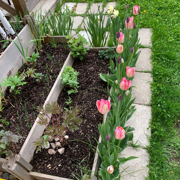  - Jurnalul gradinii 2020