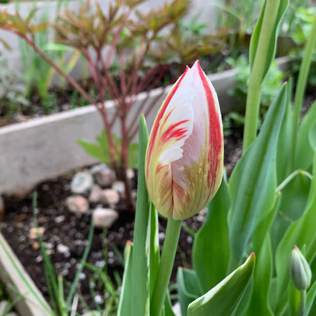  - Jurnalul gradinii 2020