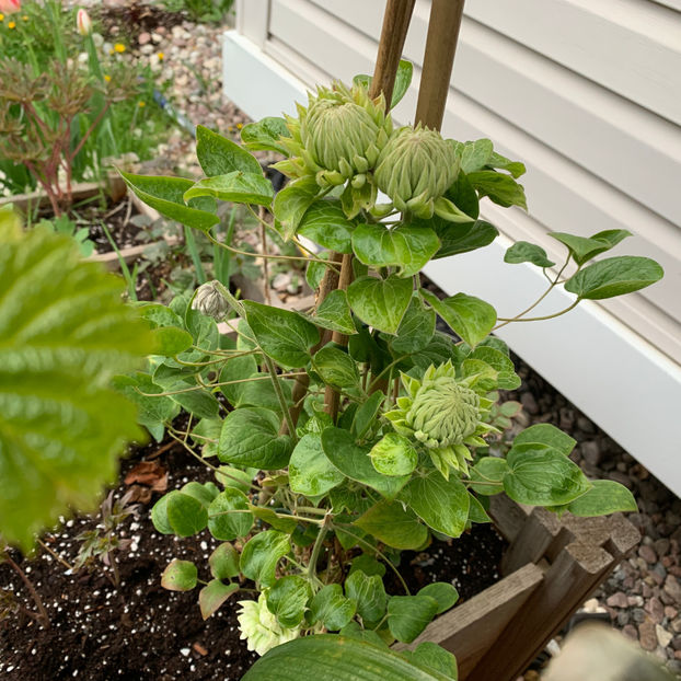  - Jurnalul gradinii 2020