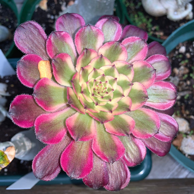  - Jurnalul gradinii 2020