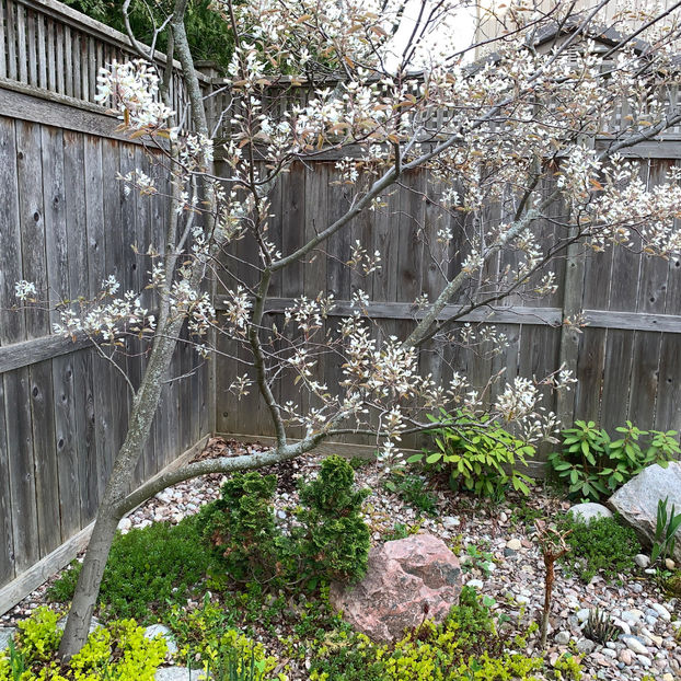  - Jurnalul gradinii 2020