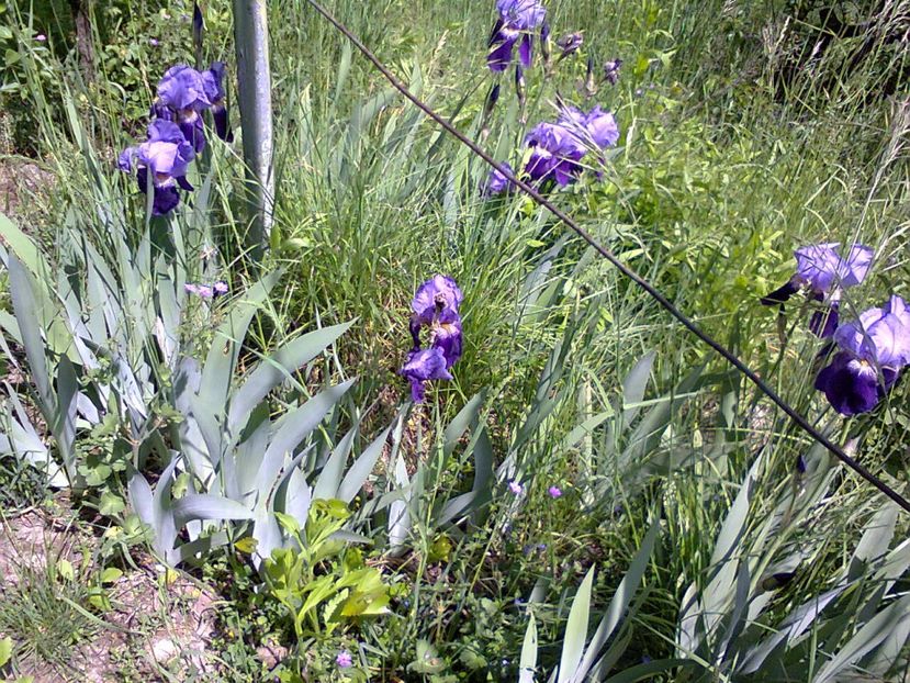 Fotografie5681 - 2020 PRIMA ZI DE GRĂDINĂ 8 mai