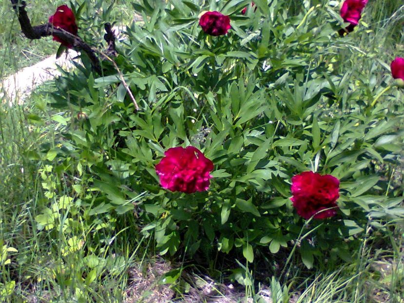 Fotografie5684 - 2020 PRIMA ZI DE GRĂDINĂ 8 mai