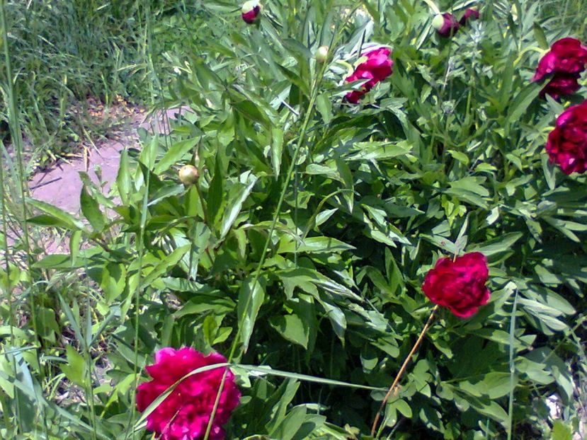 Fotografie5685 - 2020 PRIMA ZI DE GRĂDINĂ 8 mai