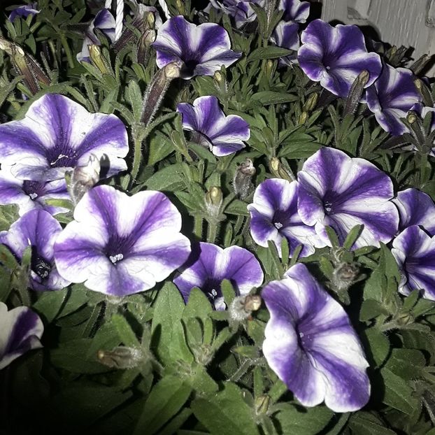  - - O - Fotografii x