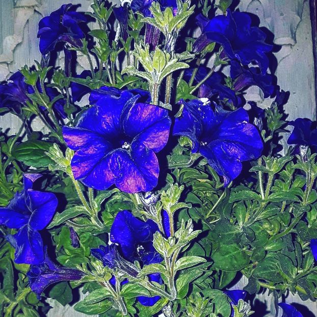  - - O - Fotografii x