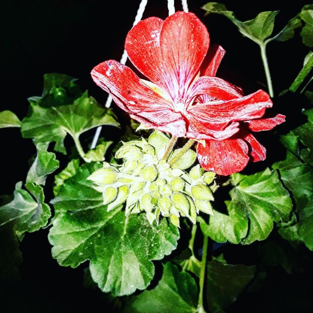  - - O - Fotografii x