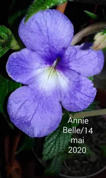 1-Annie Belle :14 mai 2020 - 2020- ACHIMENES