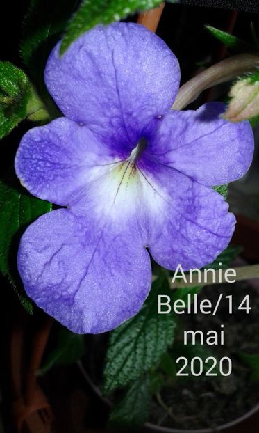 1-Annie Belle:14 mai 2020 - 2020- ACHIMENES