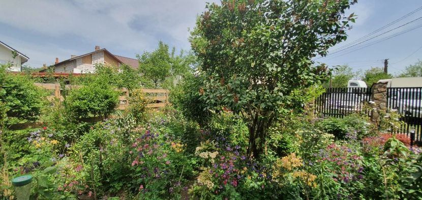 IMG-20200515-WA0002 - Gradina mea