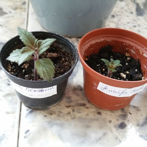  - Achimenes 2020 rizomi de la Erika