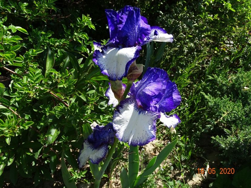 Art Deco - Irisi si bujori 2020